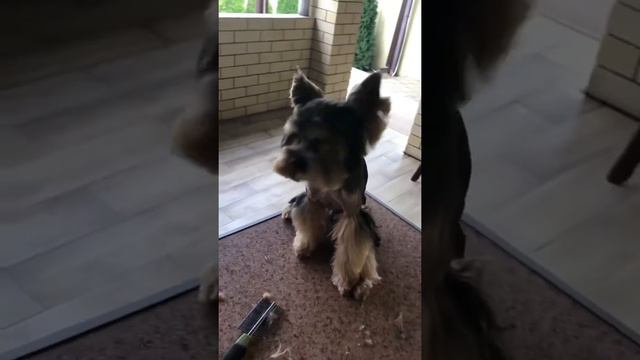 Красавчик Йорик смотреть онлайн