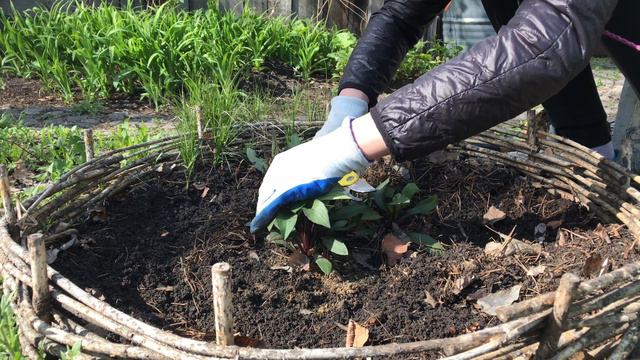 Новобельгийская астра весной. Высаживаем колеусы смотреть онлайн
