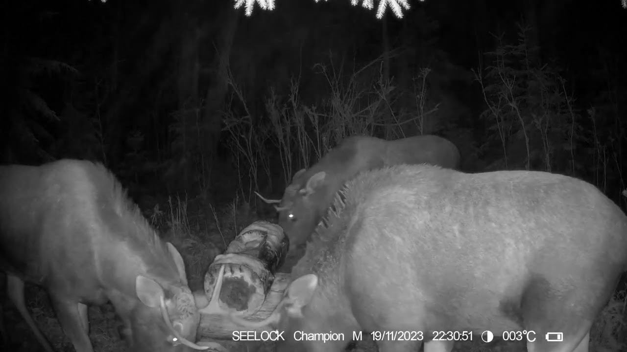 Молодые быки разговаривают у солонца №2 \ Фотоловушка SEELOCK S308W #5.3 смотреть онлайн