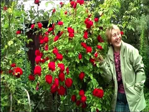 Воейково. Лето 2011. смотреть онлайн