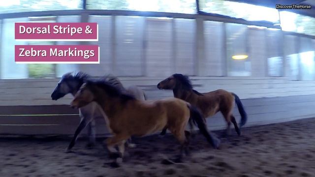 10 Fascinating Facts About the Kiger Mustang смотреть онлайн