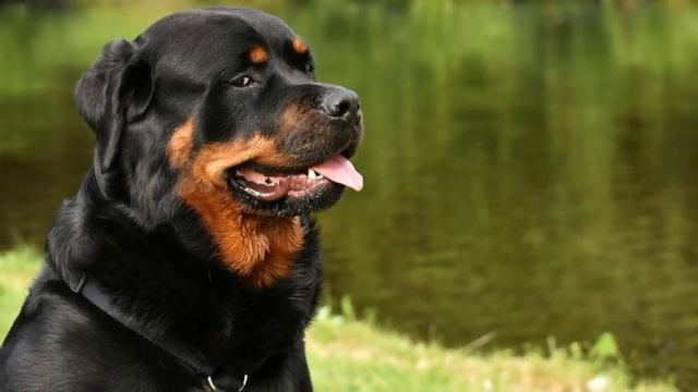 Иду, а на меня несётся ротвейлер! Как рыбак чуть не осрамил счастливые штаны! смотреть онлайн