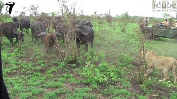 Battle At Marula: Epic Showdown Between Lions And Buffalo!