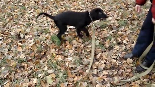 Flat Linda.Екатерингофский парк