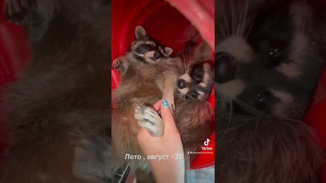 Как Еноты спят !) смотреть онлайн