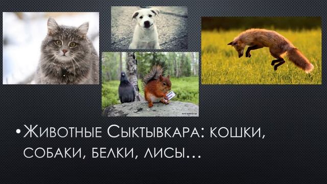 Разнообразие природы родного края – города Сыктывкара смотреть онлайн