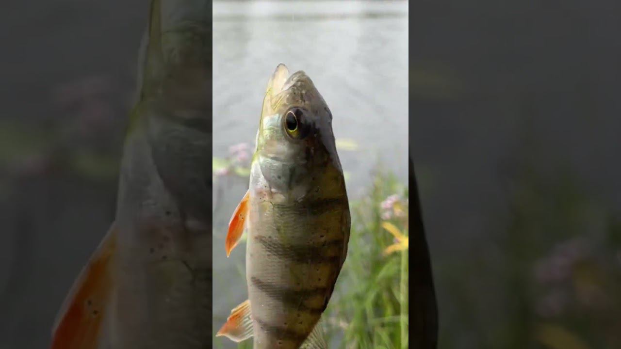 Не могу поймать рыбу к пиву #рыбалкакстово #плотва смотреть онлайн