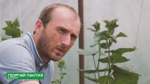 Выращивание огурцов сорта «Маша» в теплице