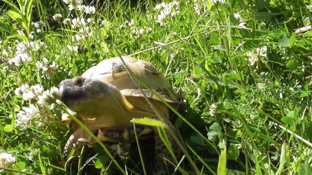ЧЕРЕПАХА НА ПРОГУЛКЕ/ ФИЛЯ ОЧЕНЬ ДОВОЛЕН смотреть онлайн