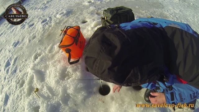 Whitefish icefishing to Savelevo. Зимняя рыбалка на сига в Савельево. 30 января 2014 года. смотреть онлайн