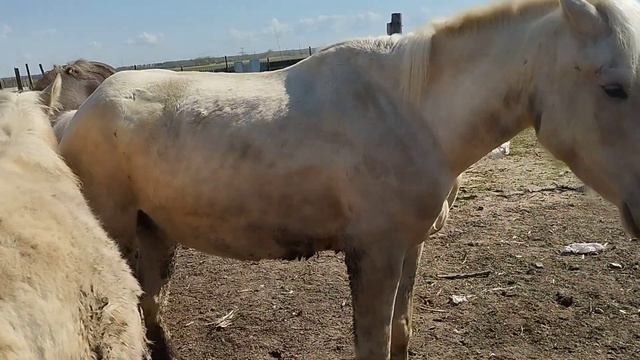 Жеребец разошёлся смотреть онлайн