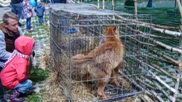 8(965)380-13-11, Лис на праздник смотреть онлайн