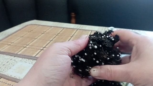 Гибнет фиалка.... Как спасти? # юлияманькова # цветывдоме смотреть онлайн