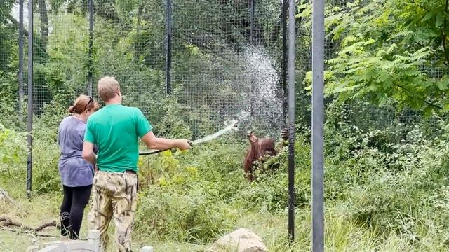 Директор устроил БАННЫЙ ДЕНЬ для ОРАНГУТАНА! Дана НАСЛАЖДАЕТСЯ водичкой в жаркий день! Тайган смотреть онлайн
