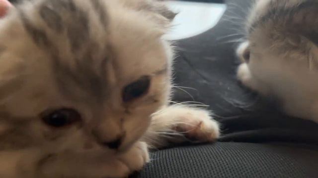 She sleeps so sweet! Munchkin fold kitten don’t want stop sleeping! Munchkin kitty 🐈⬛ смотреть онлайн