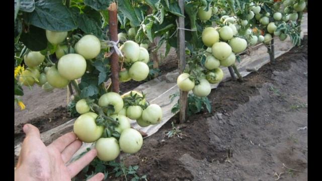 Обзор сорта помидора томата "Красная шапочка" (характеристики, свойства, фото) смотреть онлайн