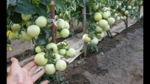 Обзор сорта помидора томата "Красная шапочка" (характеристики, свойства, фото)