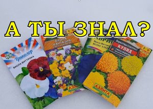 КОГДА, КАК и КАКИЕ ЦВЕТЫ посеять под зиму???