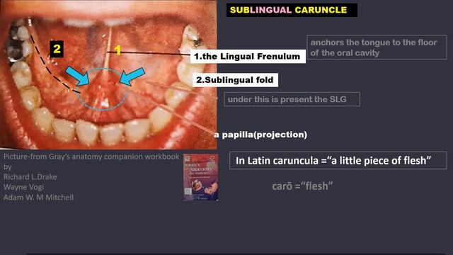 Major Salivary Glands & their ducts-Parotid, Submandibular, Sublingual -Anatomy смотреть онлайн