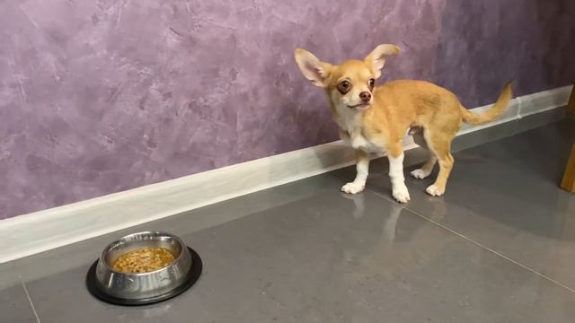 Чихуахуа просит еду! Команда можна/нельзя смотреть онлайн