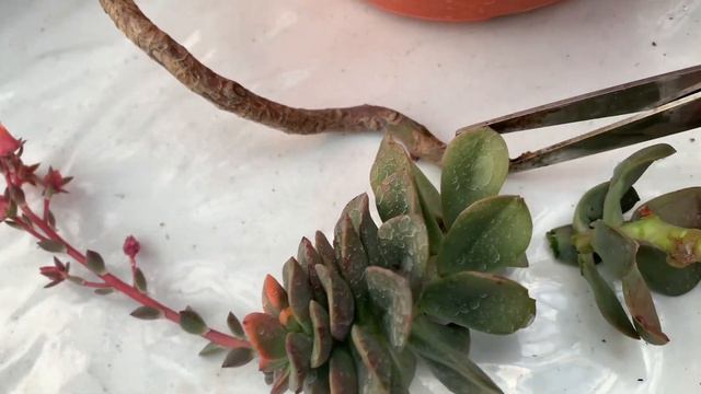Echeveria Chroma | Como conseguir muitas mudas pra encher o vaso rapidamente смотреть онлайн