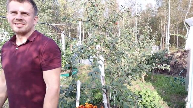 Идеальный сорт яблони - Услада )