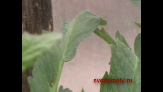 Лучшие (томаты) помидоры - первые завязи смотреть онлайн