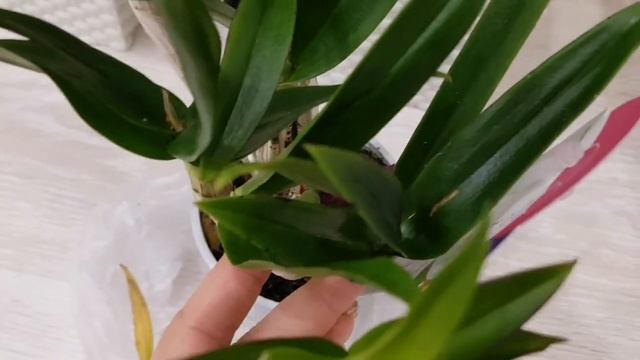 ДЕНДРОБИУМ ФАЛЕНОПСИС. Начало! Первый в коллекции Dendrobium phalaenopsis | дендрофаленопсис смотреть онлайн
