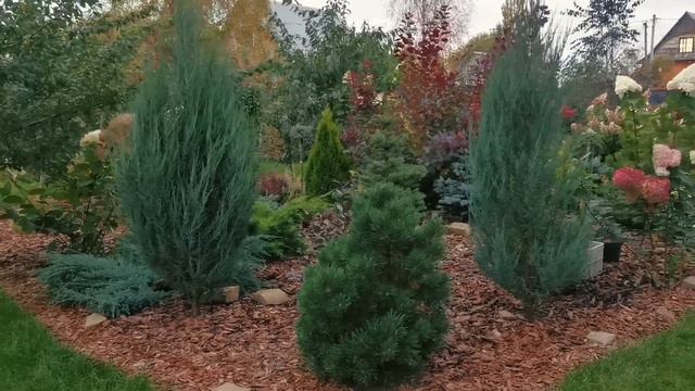 Сад редких хвойных на 01.10.2023г🍁🌲Пересадила ели! Обрезала можжевельники и Новиночка в моём саду!🔥 смотреть онлайн