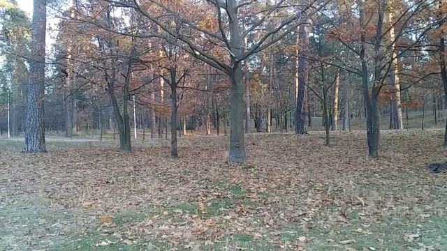 Вороны в лесу 💥 Птицы природа Relax / Crows Birds Nature Crow scream Ворон Ворона смотреть онлайн