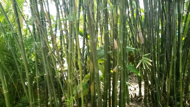 Bamboo Jackpot смотреть онлайн