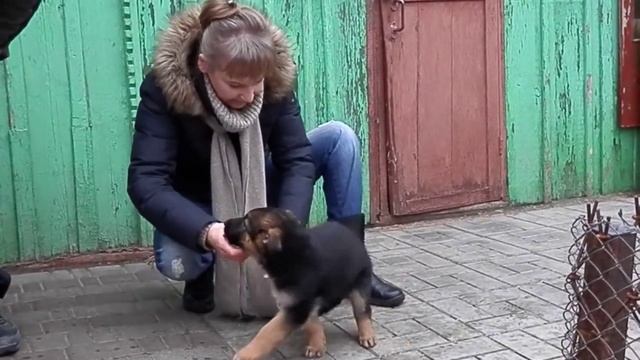 КАК ПРАВИЛЬНО ВЫБРАТЬ ЩЕНКА.How to choose the right puppy.Немецкая овчарка. Odessa. смотреть онлайн