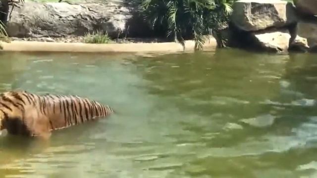 Утка дразнит тигра смотреть онлайн