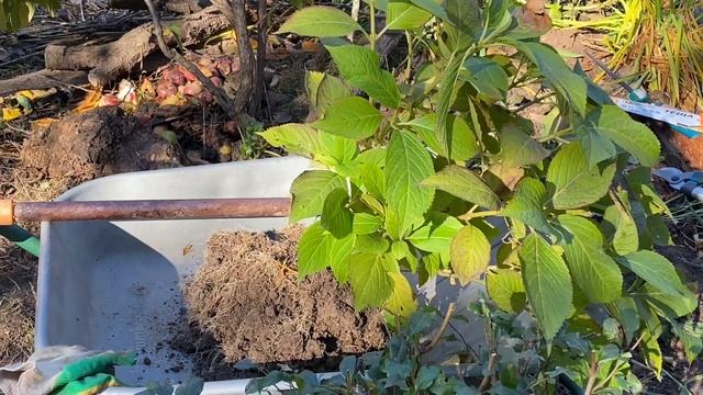 Сажаю гортензии / клумба из гортензий / пересадка большого куста смотреть онлайн