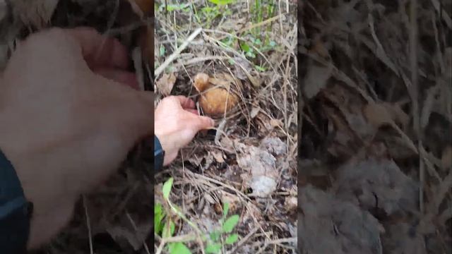 Наткнулся на огромный белый гриб! смотреть онлайн