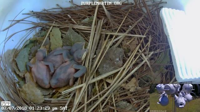 Purple Martin NestCam 2018 Season Recap смотреть онлайн