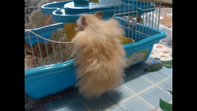Смешной сирийский хомячок... смотреть онлайн