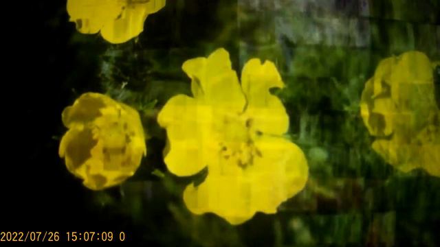 Сафар и Уралочка - смех без причины признак дурачины . смотреть онлайн