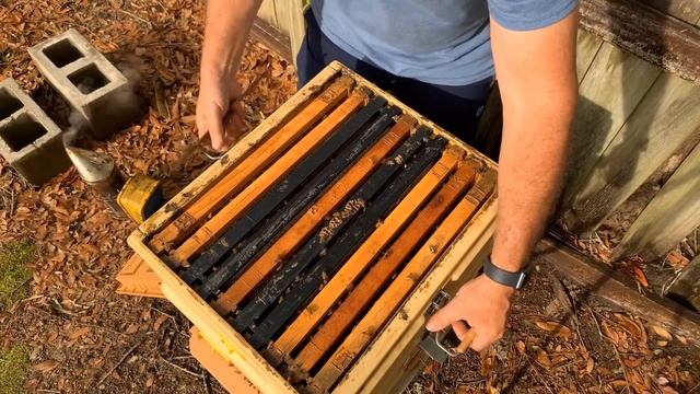 APIMAYE | World’s Coolest BEEHIVE? How are the bees doing? (unexpected result) смотреть онлайн