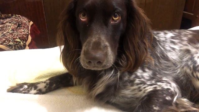 КОКЕР СПАНИЕЛЬ ГИПНОТИЗИРУЕТ ХОЗЯИНА