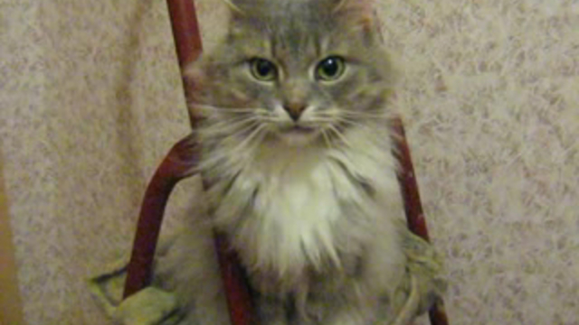 Кошка  позирует.