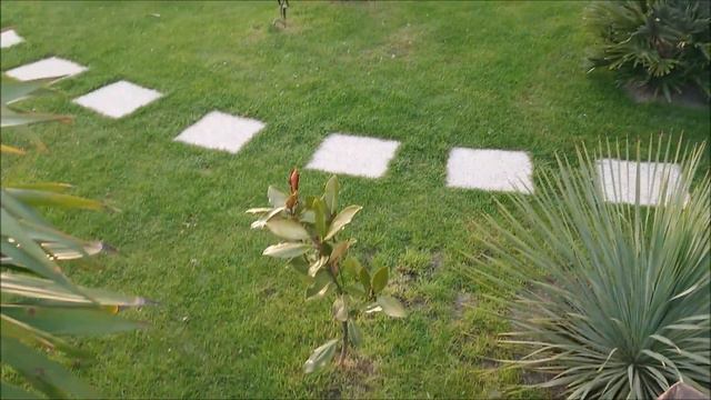 Magnolia Grandiflora LITTLE GEM, Bananowiec Musella !