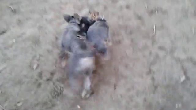 Цвергшнауцер и йоркширский терьер смотреть онлайн