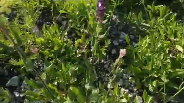 Ароматная душица. Шалфей