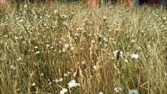 Gustav Falke: Sommerglück смотреть онлайн