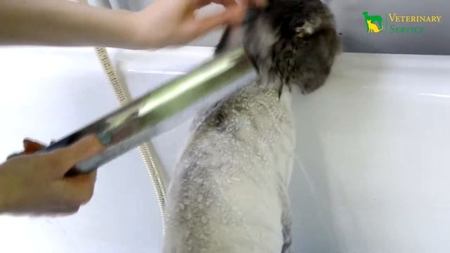 Как искупать кота смотреть онлайн
