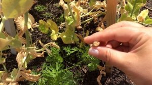Как собрать горох на семена / How to collect the seeds of peas