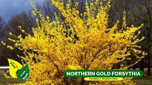 NORTHERN GOLD FORSYTHIA | Forsythia X 'Northern Gold' смотреть онлайн