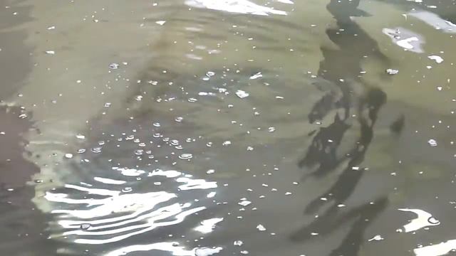 Бегемотик играет с тряпочкой (pygmy hippopotamus) смотреть онлайн