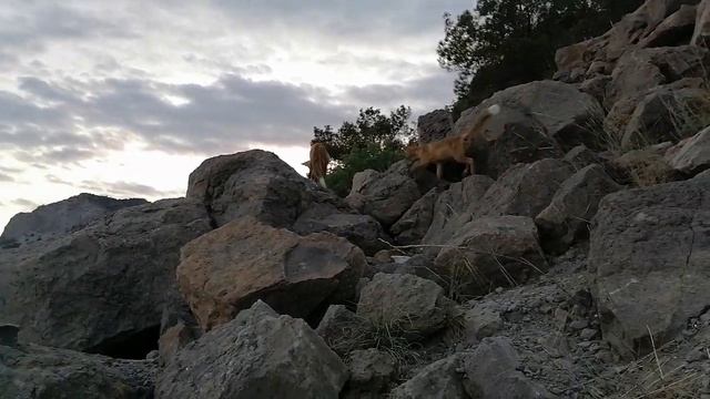 КРЫМ. Видео про лис. Лисы в естественной среде.Дружба людей и диких животных. смотреть онлайн